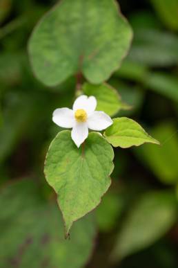 Chameleon Plant (Houttuynia cordata)