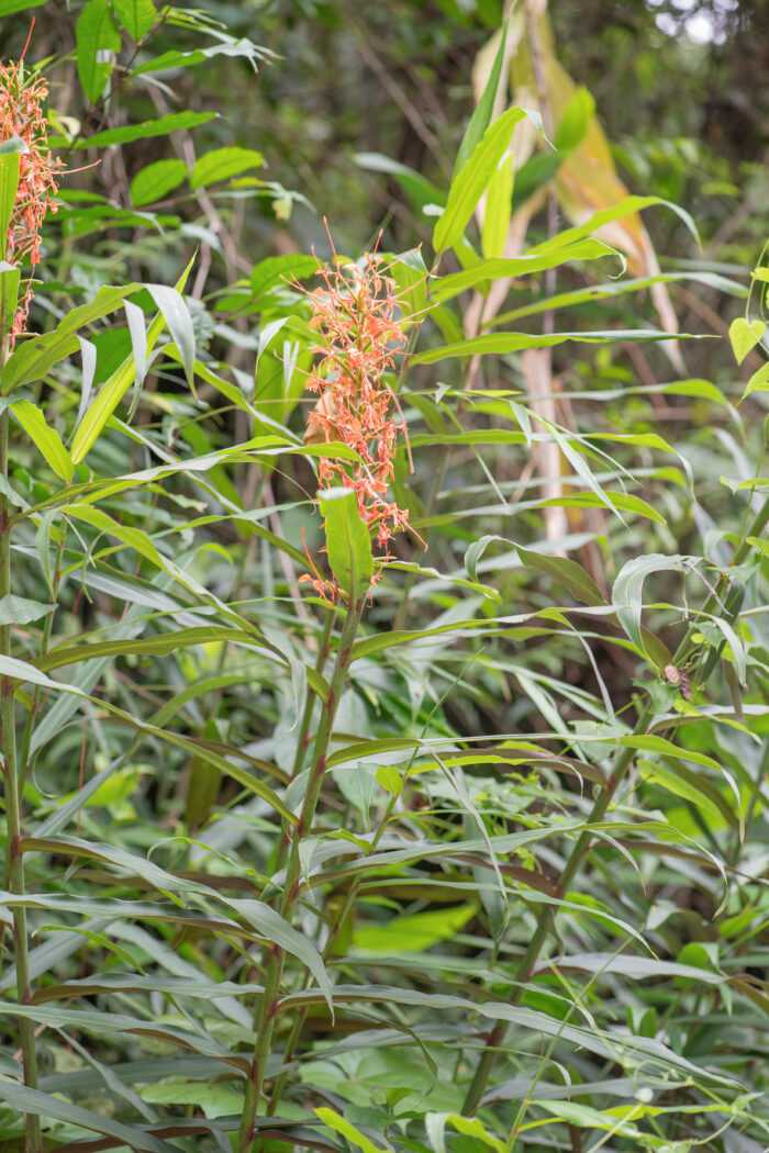 Butterfly Ginger (Hedychium coccineum)