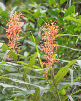 Butterfly Ginger (Hedychium coccineum)