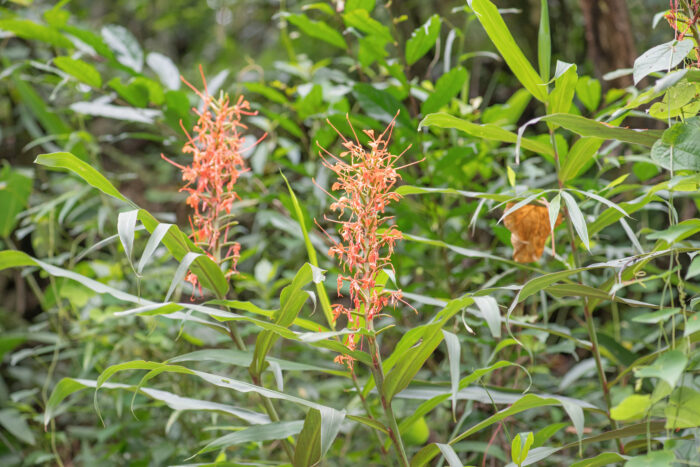 Butterfly Ginger (Hedychium coccineum)