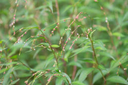 Pubescent Knotweed (Persicaria pubescens)