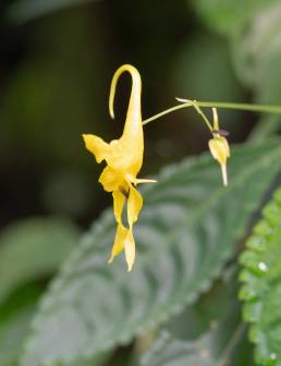 Impatiens drepanophora