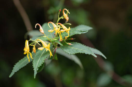 Impatiens drepanophora