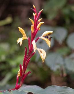 Cautleya spicata