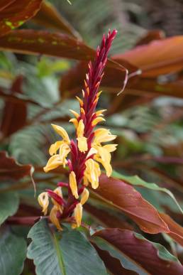 Cautleya spicata