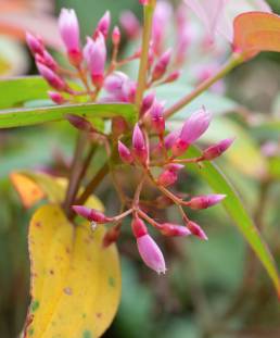 Medinilla himalayana