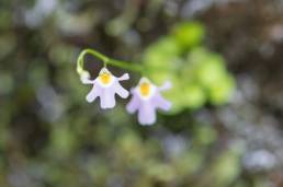 Utricularia kumaonensis