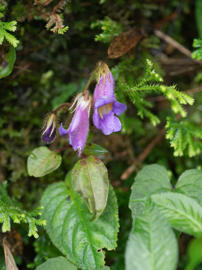 Sikkim plant (Henckelia)