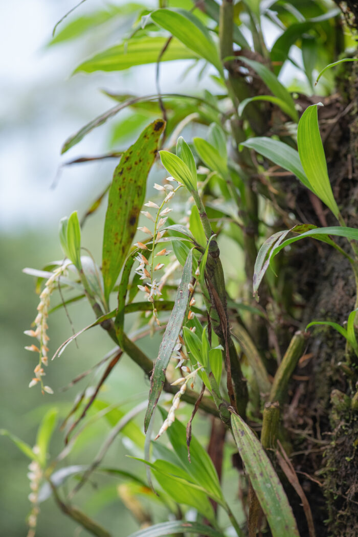 Sikkim plant (Otochilus)