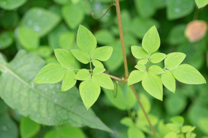 Sikkim plant (Dactylicapnos)