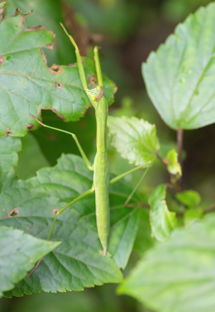 Sikkim insect (Tenodera)