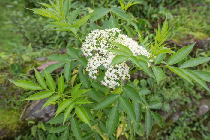 American Black Elderberry (Sambucus canadensis)