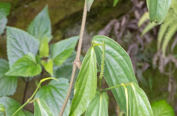 Piper peepuloides