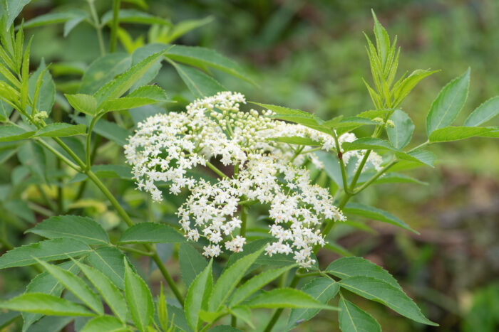 American Black Elderberry (Sambucus canadensis)