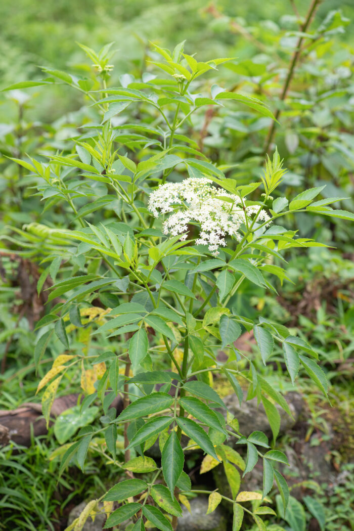 American Black Elderberry (Sambucus canadensis)