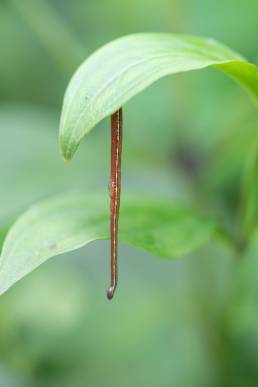 Sikkim leech (Haemadipsa)