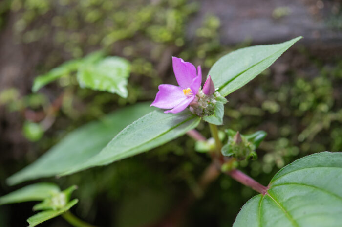 Sikkim plant (Sarcopyramis)