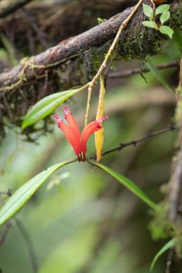 Aeschynanthus parviflorus