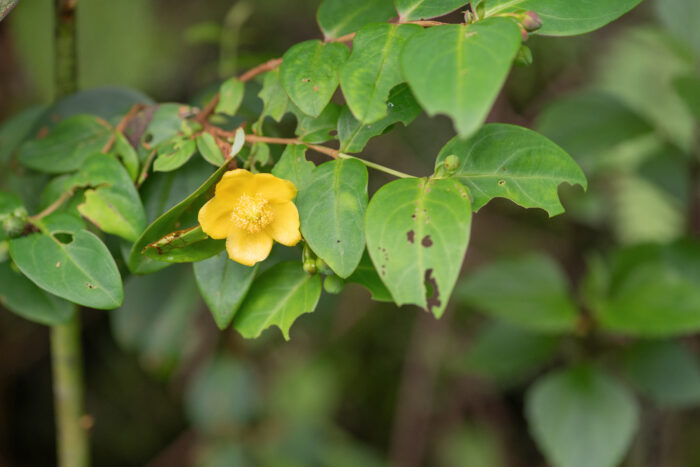 Sikkim plant (Hypericum)