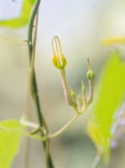 Ceropegia pubescens