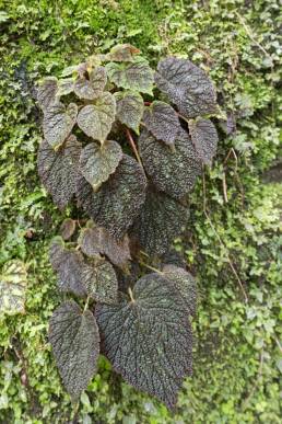 Painted Leaf Begonia (Begonia picta)