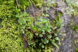 Acorn Peperomia (Peperomia tetraphylla)