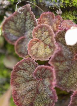 Painted Leaf Begonia (Begonia picta)