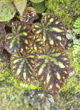 Painted Leaf Begonia (Begonia picta)