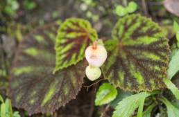 Painted Leaf Begonia (Begonia picta)