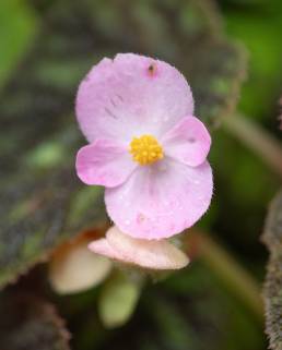 Painted Leaf Begonia (Begonia picta)