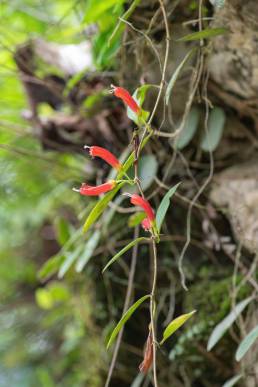 Aeschynanthus micranthus