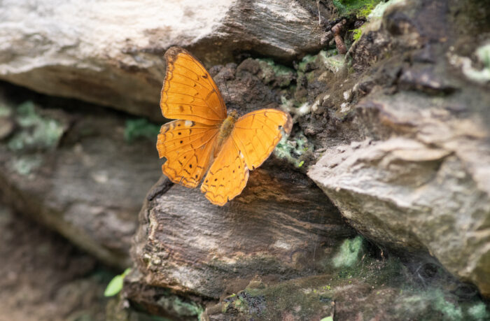 Large Yeoman (Cirrochroa aoris)