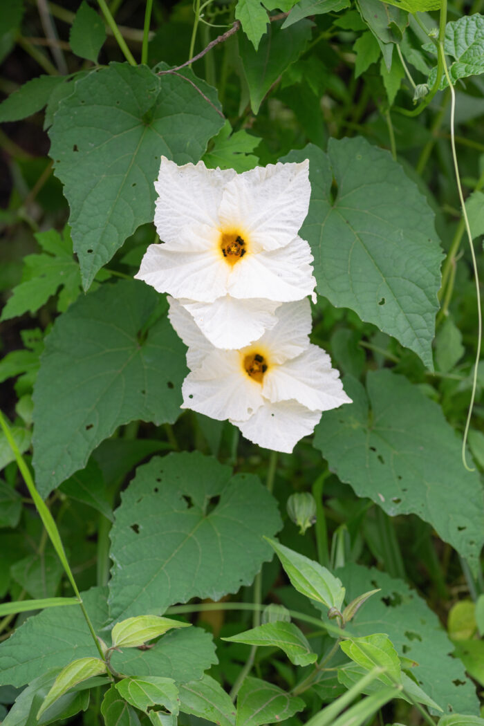 Sikkim plant (Momordica)