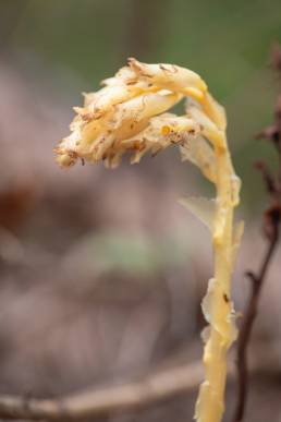 Vaniljerot (Monotropa hypopitys)