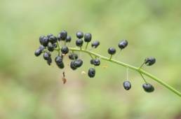 Trollbær (Actaea spicata)