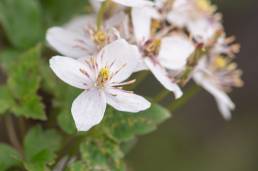 Himalayan Clematis (Clematis montana)