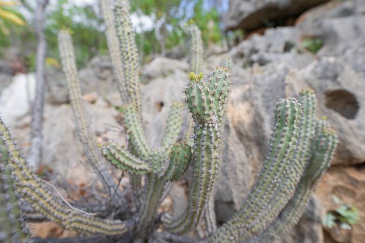 Euphorbia spiralis