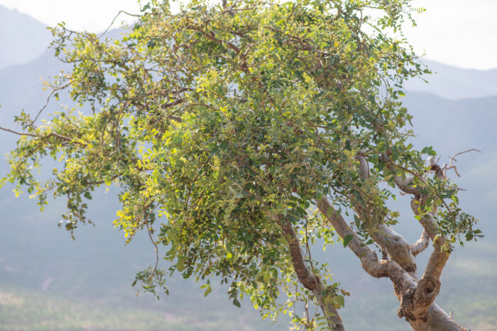 Boswellia scopulorum