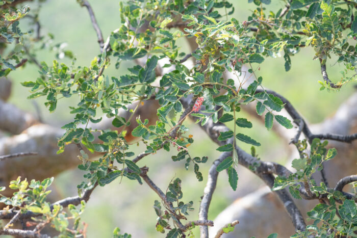 Boswellia scopulorum