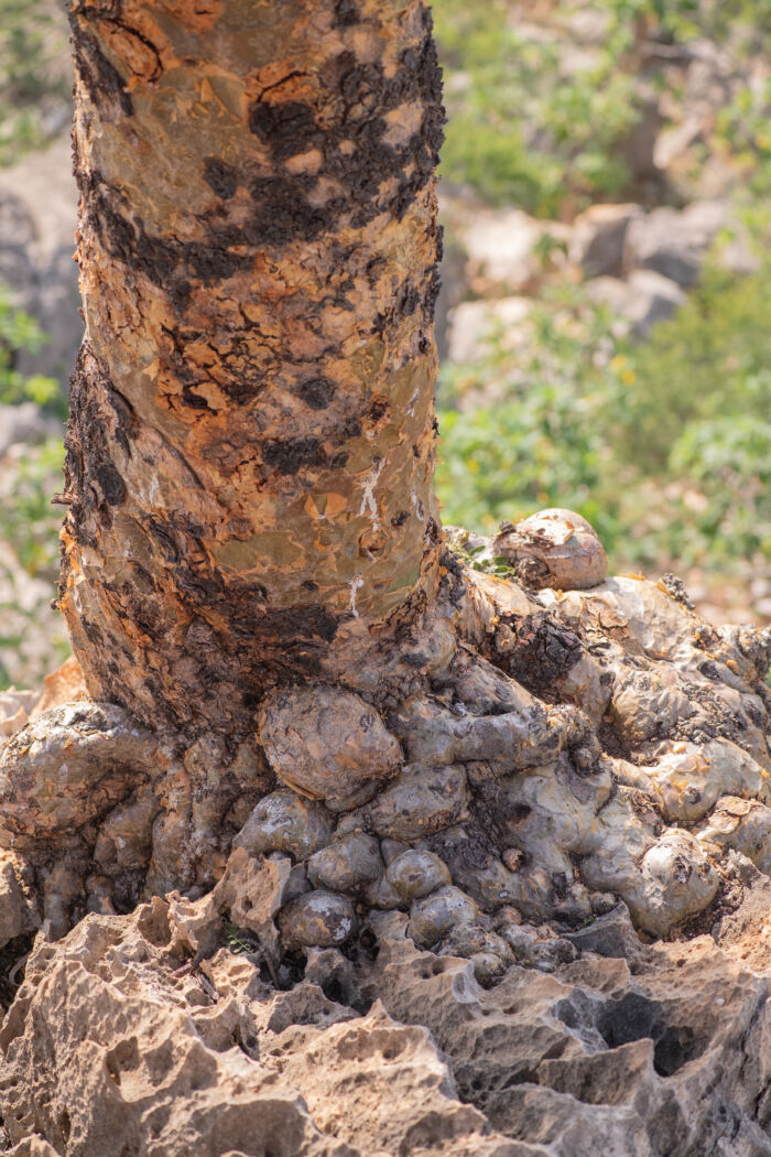 Boswellia scopulorum