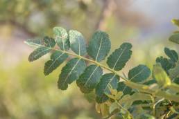 Boswellia scopulorum