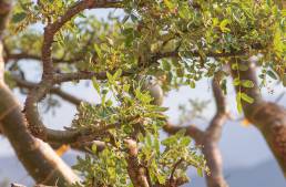 Boswellia bullata