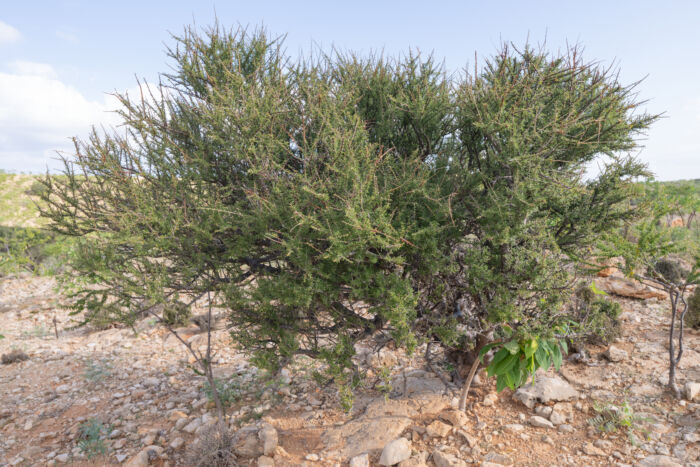 Commiphora socotrana