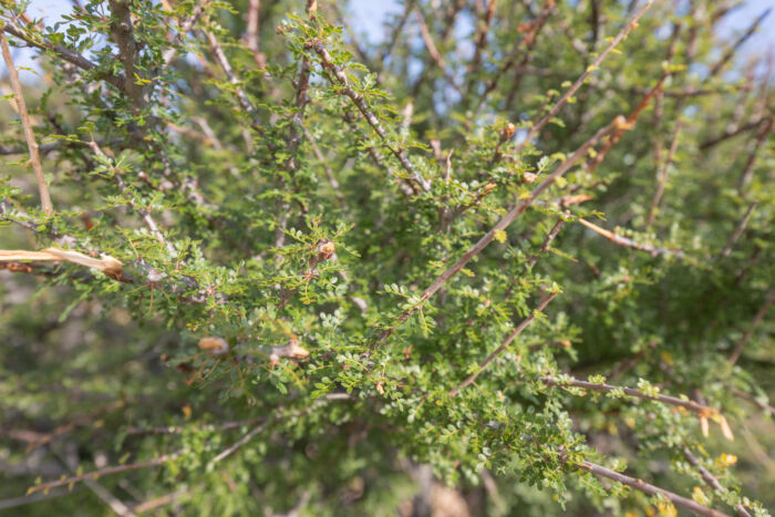 Commiphora socotrana