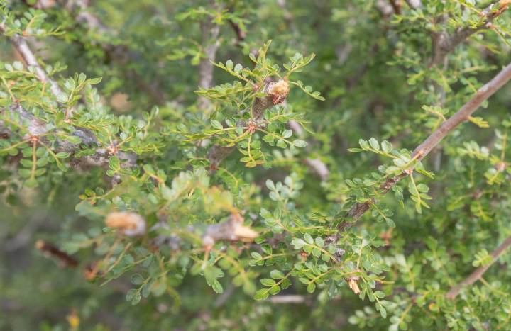 Commiphora socotrana