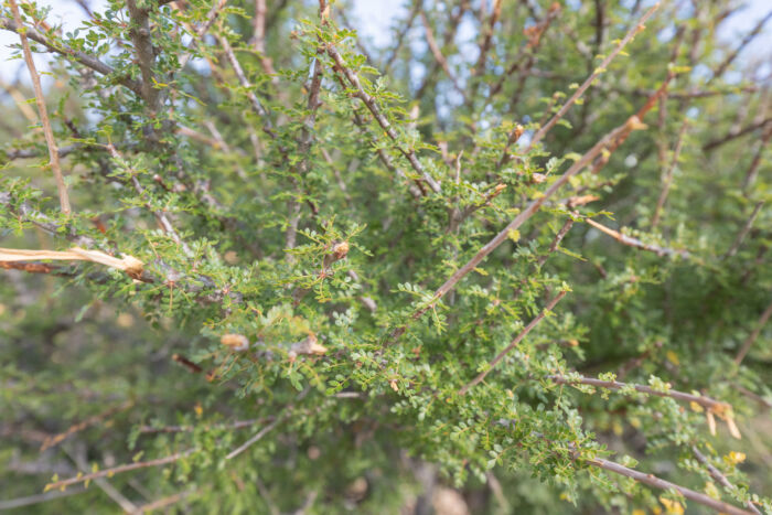 Commiphora socotrana