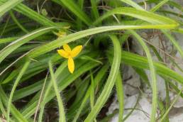 Narrow Stargrass (Hypoxis angustifolia)