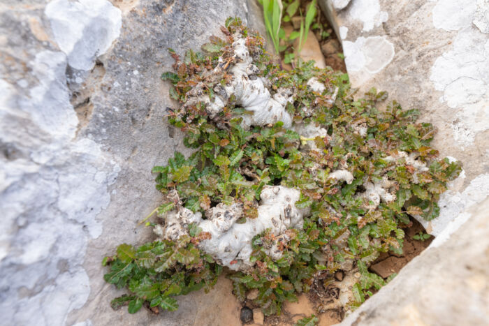 Boswellia nana