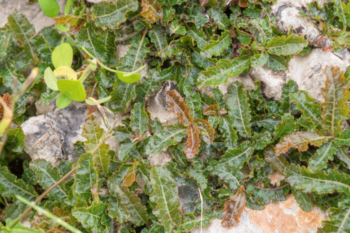 Boswellia nana