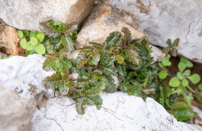 Boswellia nana